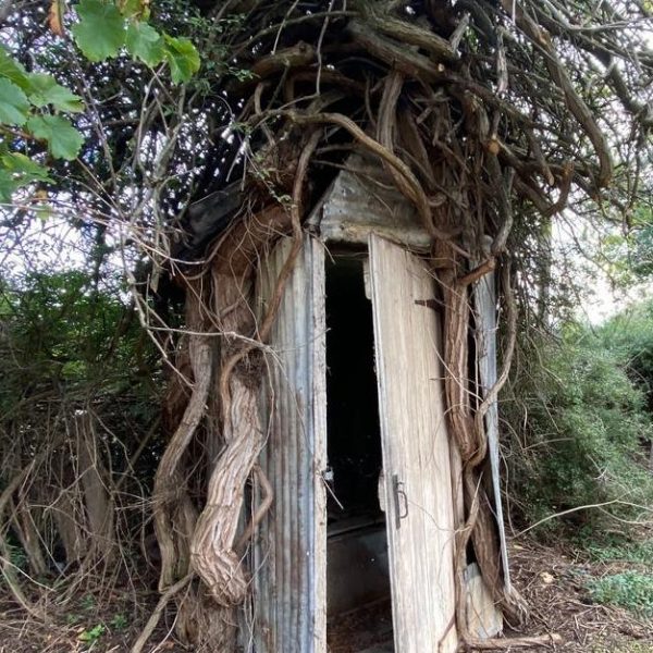 Nhà ở Dunnolly ‘Whomping Willow’ đáp lại tiếng gọi của thiên nhiên